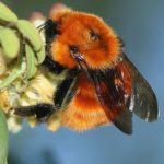 Reina-abejorro-nativo-Bombus-dahlbomii—Crédito-Pablo_Vial-compressor