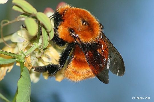 La introducción de especies exóticas amenaza la sobrevivencia  del único abejorro nativo de la Patagonia