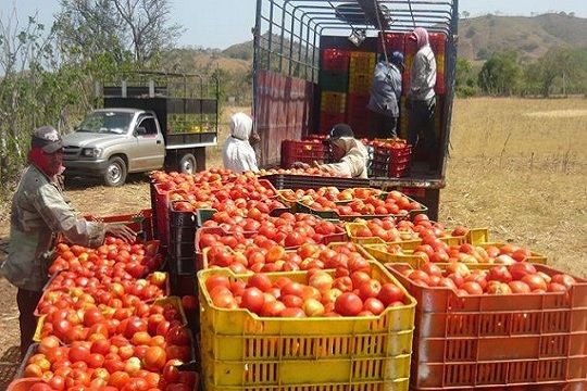 Productores de tomates y pimientos de Arica y Parinacota logran sello en Producción Limpia