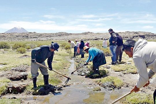 Comunidades originarias recuperan bofedales en el altiplano de Tarapacá