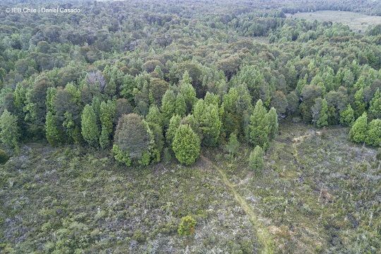 La primera medición de CO2 en bosque nativo de Chile revela alta sensibilidad a cambios climáticos
