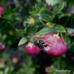 Chaqueta amarilla sobre chaura – Alan Maldonado