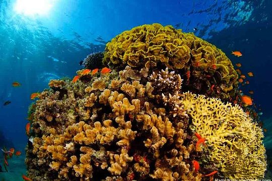 Nuevo informe internacional indica que se acaba el tiempo para los arrecifes de coral
