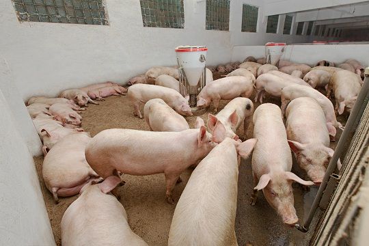 Nueva tecnología aplicada en sector porcino: purines para generar biogás