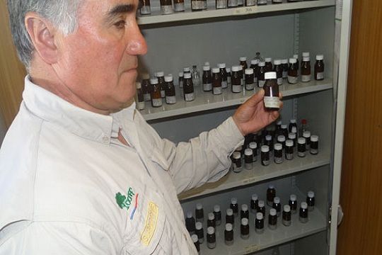 Crean banco de semillas y laboratorio para conservar flora nativa de Juan Fernández