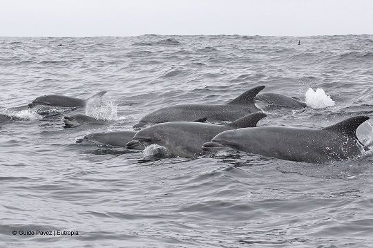 Hogar dulce hogar: estudio reconstruye la historia familiar de los delfines que viven entre Chañaral y Punta de Choros