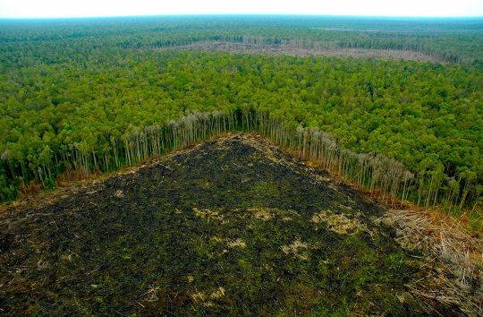 Más de 120 mil hectáreas de bosque desaparecen en la Amazonía peruana cada año