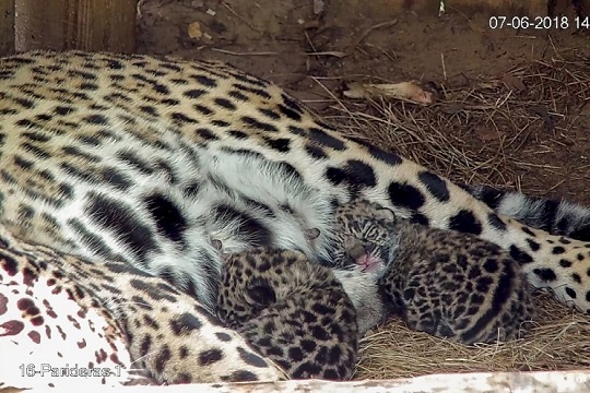 Por primera vez en décadas nacieron cachorros de jaguar en los esteros de Iberá, Argentina