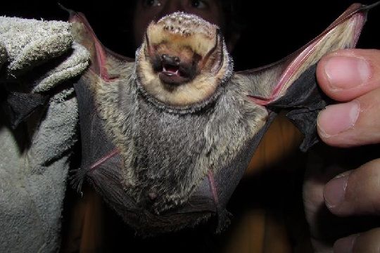 Reserva Las Chinchillas logra certificación internacional para proteger murciélagos