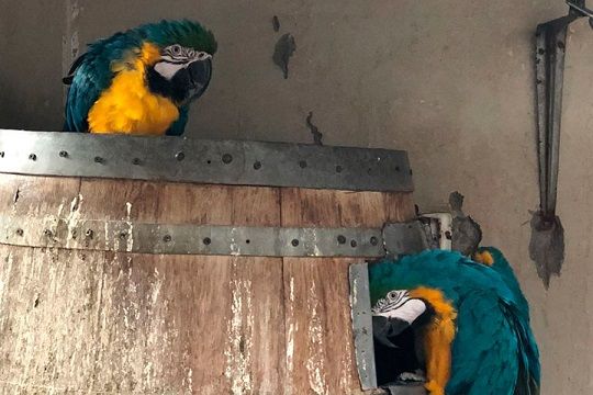PDI incauta más de 300 aves exóticas en la Región Metropolitana