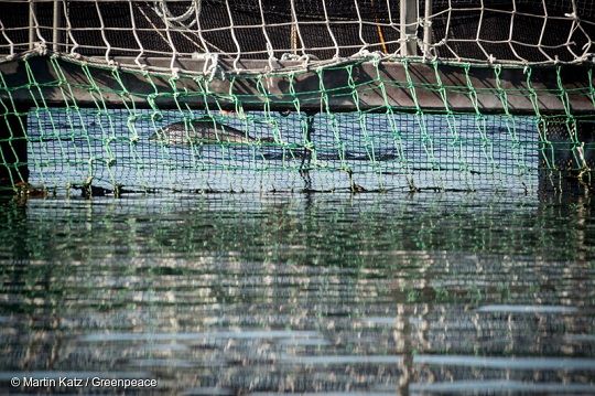 Greenpeace y escape de más de 800 mil salmones en el sur: «Es un desastre de graves e insospechadas consecuencias»