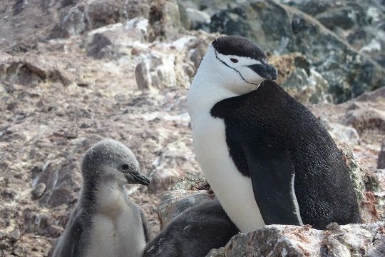 Presiones ambientales como el cambio climático aumentarían la dispersión del pingüino barbijo