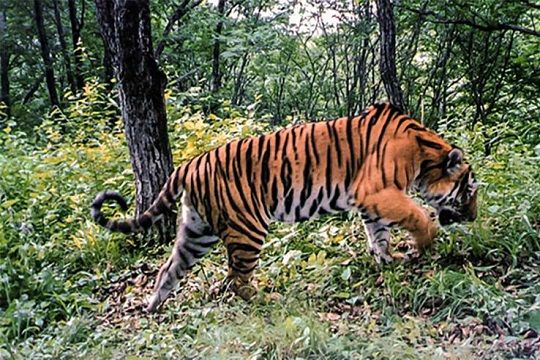 El tigre siberiano gana un aliado influyente en China