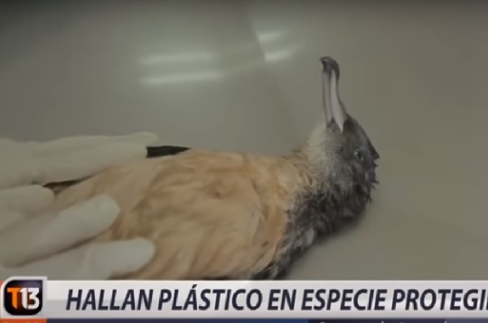 Revive el reportaje de T13 sobre la contaminación por plástico en la costa chilena