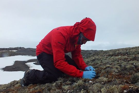 Antártida: La investigación con líquenes que busca combatir el alzhéimer
