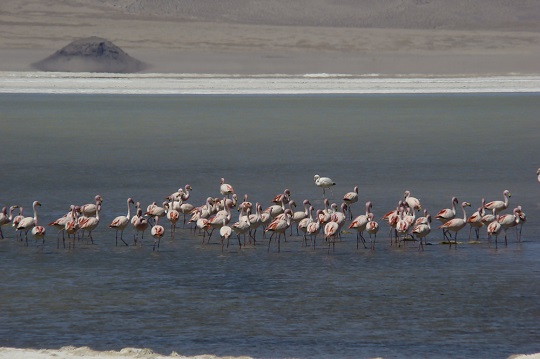 Consejo de Ministros aprueba la propuesta de declaración del Parque Nacional Salar del Huasco