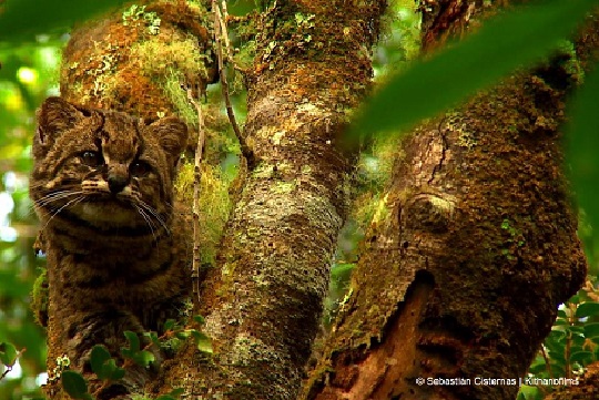 Proyecto pionero en Chile busca recuperar al felino más pequeño de América