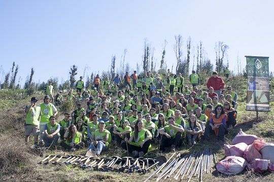 Voluntarios reforestan casi cinco hectáreas en la Región del Maule tras recaudación de fondos en Lollapalooza