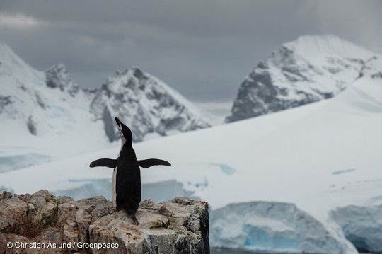 Temperatura en la Antártica superó los 20° por primera vez en la historia