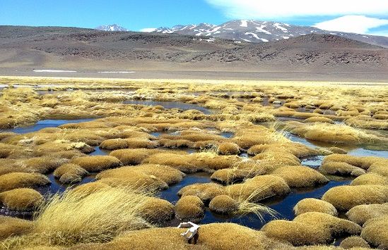 Fósiles del Desierto de Atacama permiten entender la respuesta de patógenos de plantas al cambio climático