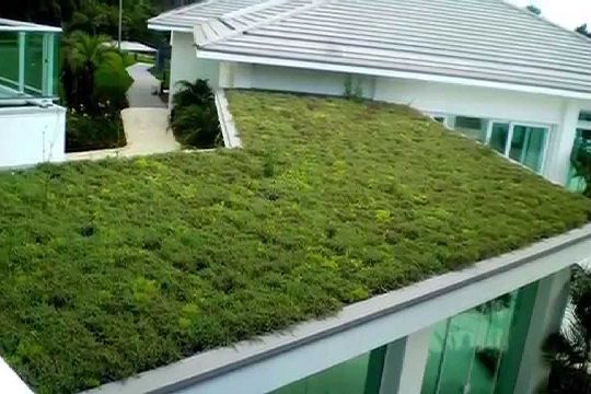 El mercado se prepara para  la ordenanza que promueve techos verdes