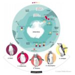 Mapa Pingüinos Eudyptes – Juan Pablo Bravo