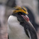 Pingüino macaroni – Jerzy Strzelecki