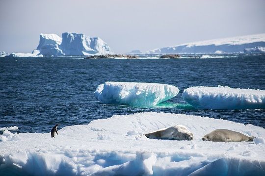 Chile y Argentina proponen una nueva Área Marina Protegida en la península Antártica