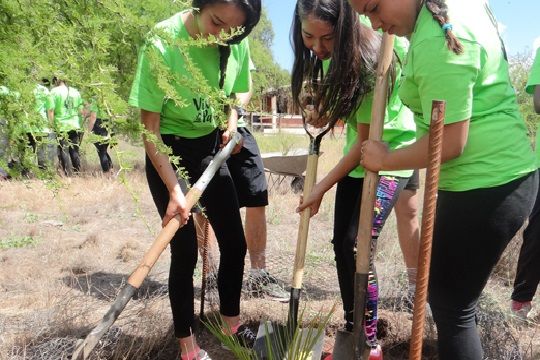 Estudiantes de La Calera plantaron palmas chilenas en el Parque La Campana
