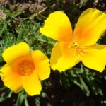 Dedal-de-oro-Eschscholzia-californica-1-compressor