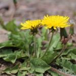 Diente-de-león-Taraxacum-officinale-1-compressor