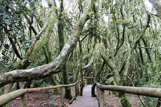 Parque Nacional Bosque Fray Jorge: los desafíos para proteger uno de los tesoros del norte de Chile