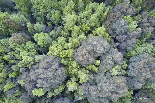 El valor de los árboles para la vida en la Tierra - CodeXVerde