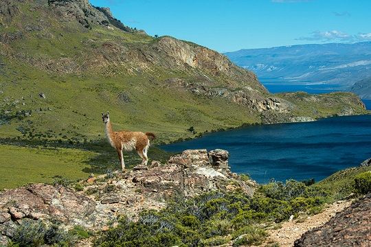Trabajadores de Conaf aseguran que falta personal para resguardar parques Pumalín y Patagonia