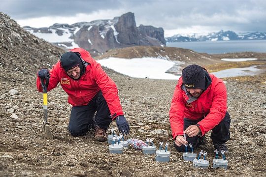 ¿Cómo afecta el proceso de congelación y descongelación al suelo antártico y las plantas vasculares?