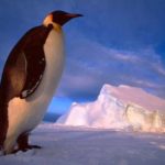 emperador pingüino