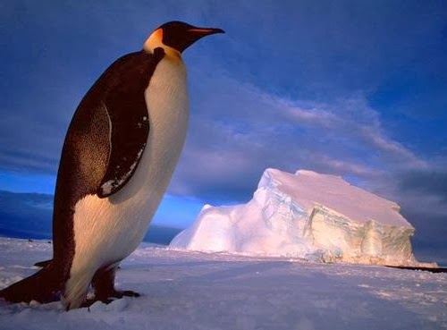 El fracaso reproductivo de pingüinos emperador y la importancia de las Áreas Marinas Protegidas en la Antártica