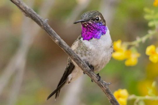 Crean el Monumento Natural Picaflor de Arica para proteger a la pequeña ave