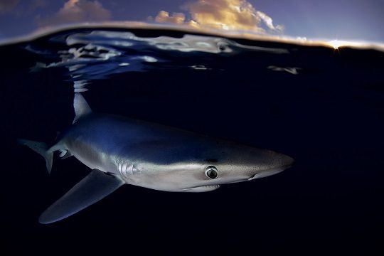 «El mar se queda sin tiburones». Informe alerta masiva merma de escualos por caza furtiva