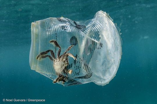 Greenpeace en el Día Mundial de los Océanos: “Los mares se están ahogando en plástico”