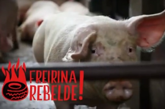 «Freirina Rebelde», el documental que retrató el movimiento social que canceló la planta de cerdos más grande de Latinoamérica