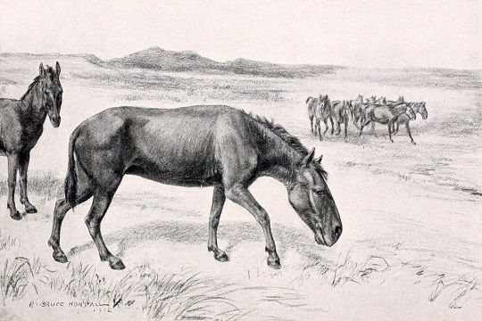 ¿Fue el cambio climático o el humano? Lo que nos recuerda la extinción de los caballos prehistóricos de Chile y Sudamérica