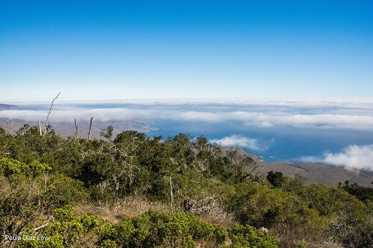 ERNC y bosques sustentables: el destino de los aportes que recibió Chile por la COP25