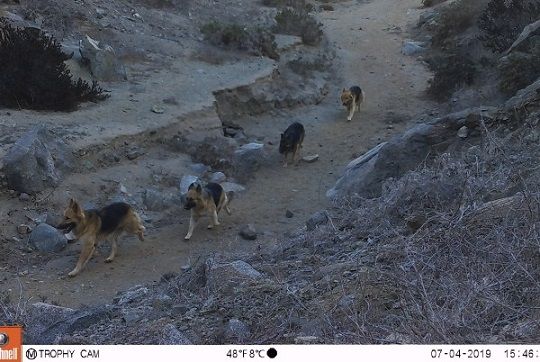 Nuevo guanaco muerto por ataque de perros en parque nacional