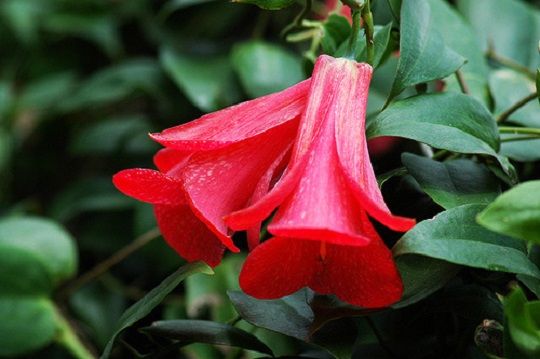 La megasequía amenaza ahora a nuestra flor nacional, el copihue - CodeXVerde