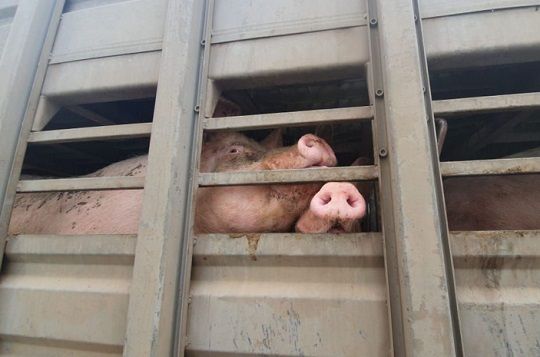 SMA inicia proceso de cierre de planta de cerdos en Coihueco