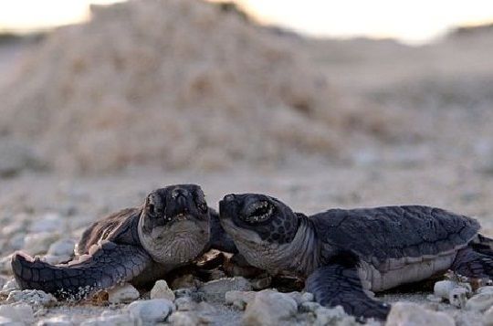 Aumenta el nacimiento de crías hembras de tortugas marinas producto de un alza en la temperatura en sus nidos