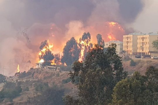Gran Valparaíso: 4.286 hectáreas de bosque nativo fueron devastadas por incendios forestales  