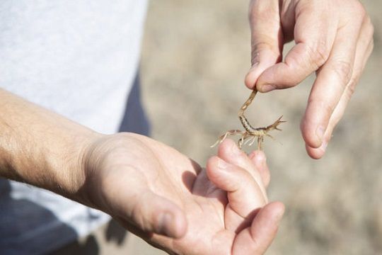 Expertos descubren nuevas especies de escorpiones en reserva nacional La Chimba