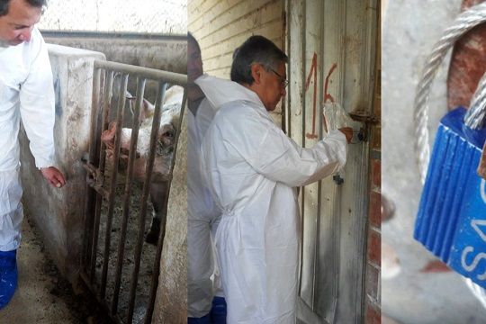 Fiscalizan planta de cerdos Santa Josefina por incumplimientos al programa de cierre